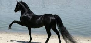 الخيل العربي الأصيل 