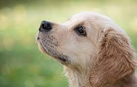 مرض الدهليز عند الكلاب: الأعراض والوقاية