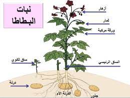 آفاتٌ وأمراضٌ تصيب نبات البطاطا وطرق علاجها