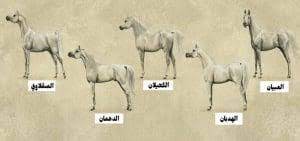 استكشاف أسماء خيول عربية أصيلة ومعانيها: تراث متجدد في عام 2024