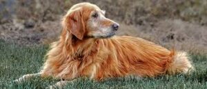 مرض الدهليز عند الكلاب: الأعراض والوقاية