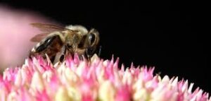 سر خفي في عالم النحل.. ما هي متلازمة ملكة النحل وتأثيرها الفريد على المجتمع النحلي؟