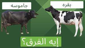 فهم الفارق بين البقر والجاموس