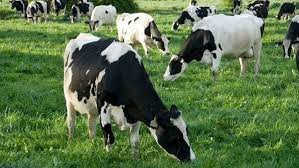 فهم الفارق بين البقر والجاموس
