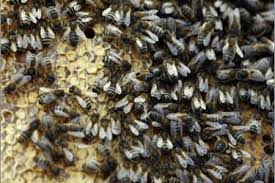 سر خفي في عالم النحل.. ما هي متلازمة ملكة النحل وتأثيرها الفريد على المجتمع النحلي؟